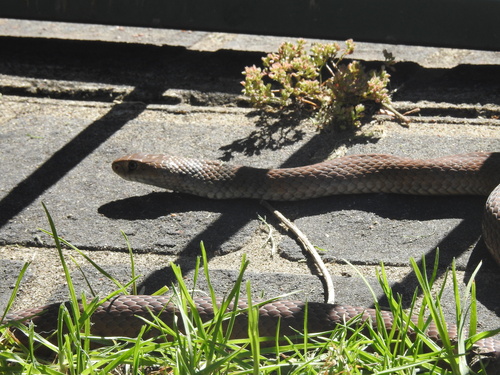 Eastern Brown Snake sighting