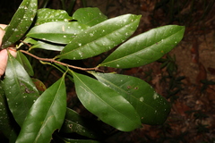 Cryptocarya sclerophylla