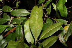 Cryptocarya sclerophylla