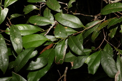 Cryptocarya sclerophylla