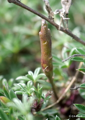 Neolasioptera lupini