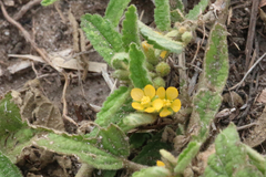 Sida hackettiana