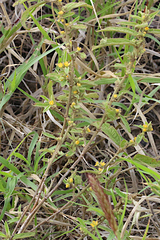Sida hackettiana