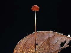 Marasmius elegans