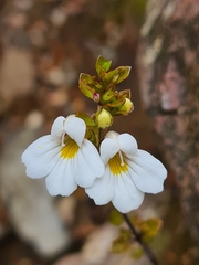 Euphrasia cuneata