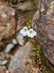 Euphrasia cuneata