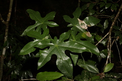 Brachychiton acerifolius