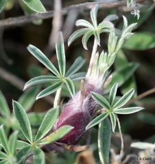 Neolasioptera lupini