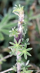 Neolasioptera lupini