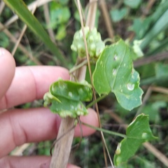 Puccinia spegazzinii