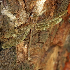 Acanthaeschna victoria