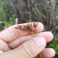 Rhynchospora odorata