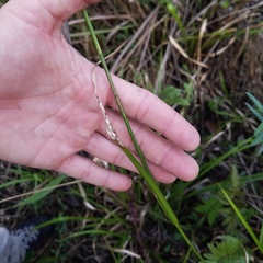 Rhynchospora odorata