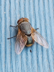 Calliphora augur