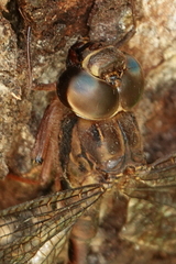Acanthaeschna victoria