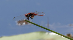 Aethriamanta circumsignata