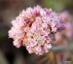 Eriogonum latifolium