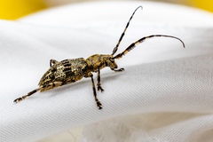 Hexatricha pulverulenta