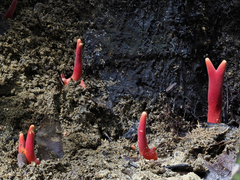 Trichoderma cornu-damae