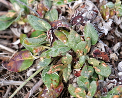Eriogonum latifolium