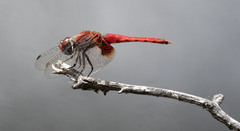 Aethriamanta circumsignata