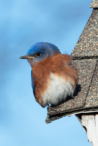 Eastern Bluebird photographed in Virginia