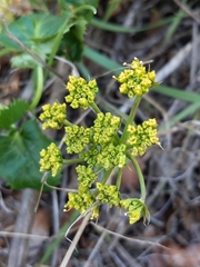 Lomatium lucidum