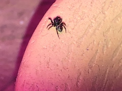 Chalcoscirtus diminutus