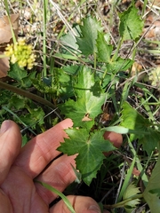 Lomatium lucidum