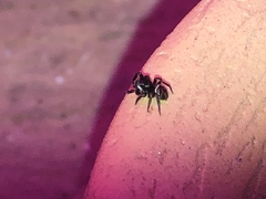 Chalcoscirtus diminutus