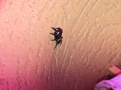 Chalcoscirtus diminutus