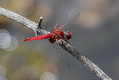 Aethriamanta circumsignata