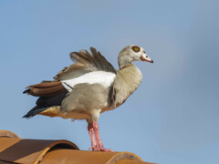 Alopochen aegyptiaca