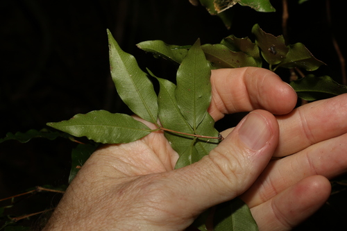 Image of Syzygium francisii by (c) Greg Tasney, some rights reserved (CC BY-SA)