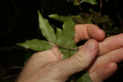 Syzygium francisii