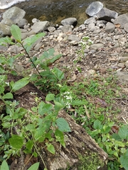 Ageratum conyzoides
