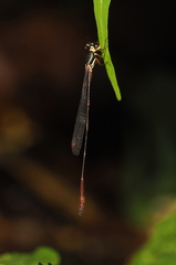 Drepanosticta actaeon