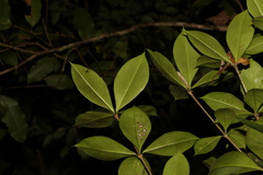 Alyxia magnifolia