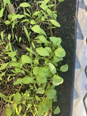 Claytonia perfoliata