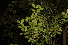 Alyxia magnifolia