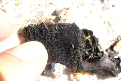 Umbilicaria polyrrhiza