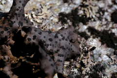 Umbilicaria polyrrhiza