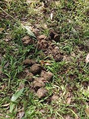 Elephas maximus indicus