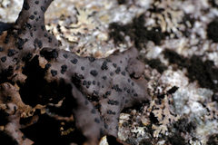 Umbilicaria polyrrhiza