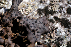 Umbilicaria polyrrhiza