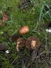 Pholiota velaglutinosa