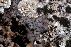 Umbilicaria polyrrhiza