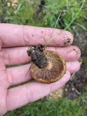 Pholiota velaglutinosa