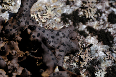 Umbilicaria polyrrhiza