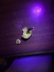 Pholiota velaglutinosa